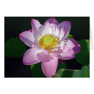 Roze Lotus