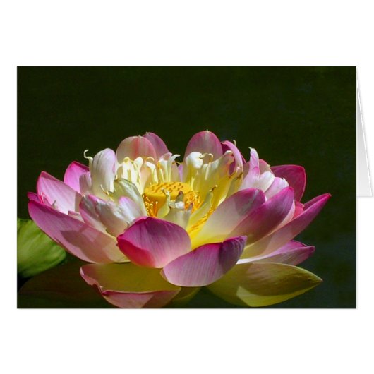 Roze Lotus (Voorkant Horizontaal)