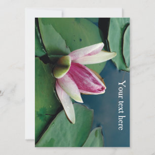 Roze Lotus Bloesem Bloem Foto Uitnodiging