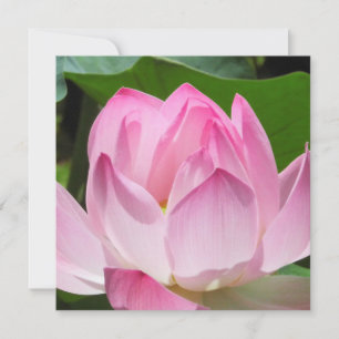 Roze Lotus Bloom Feestdagenkaart