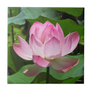 Roze Lotus Bloom Tegeltje