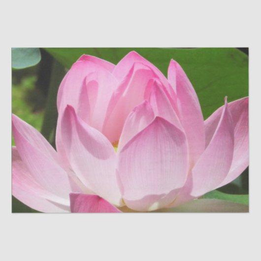 Roze Lotus Bloom Tissuepapier (Voorkant)