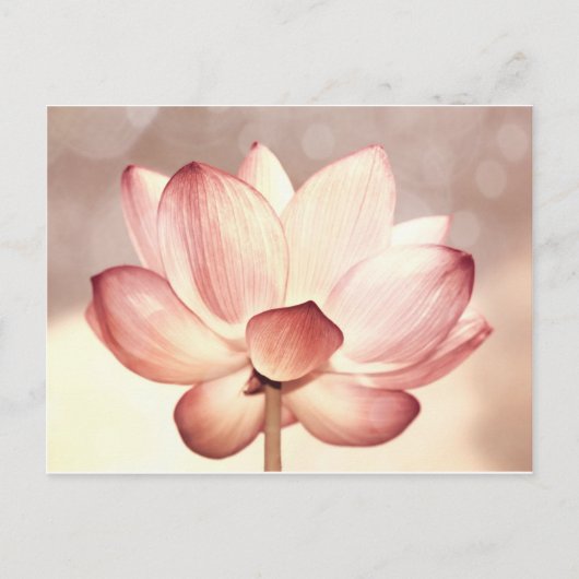 Roze Lotus Blossom Briefkaart (Voorkant)