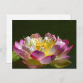 Roze Lotus Briefkaart (Voorkant / Achterkant)