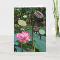 Roze Lotus en Pods - Wenskaart