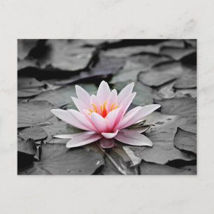 Roze Lotus Flower Briefkaart