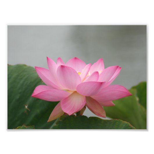Roze Lotus flower Foto Afdruk (Voorkant)