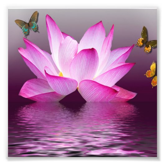 Roze Lotus Flower Foto Afdruk (Voorkant)