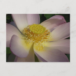 Roze Lotus Flower I Summer Floral Briefkaart