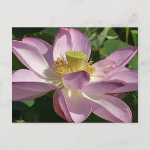 Roze Lotus Flower II Summer Floral Briefkaart