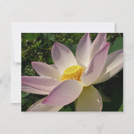 Roze Lotus Flower III Summer Floral (Voorkant)
