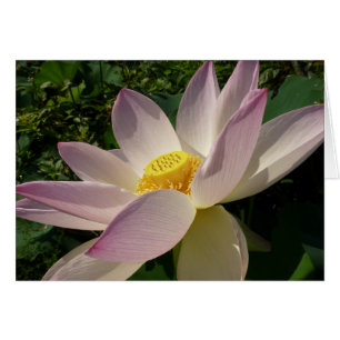 Roze Lotus Flower III Summer Floral