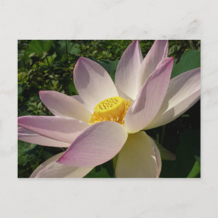 Roze Lotus Flower III Summer Floral Briefkaart