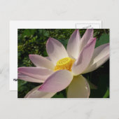 Roze Lotus Flower III Summer Floral Briefkaart (Voorkant / Achterkant)