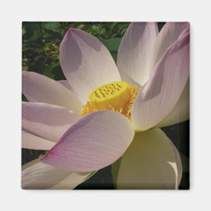 Roze Lotus Flower III Summer Floral Magneet
