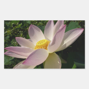 Roze Lotus Flower III Summer Floral Rechthoekige Sticker
