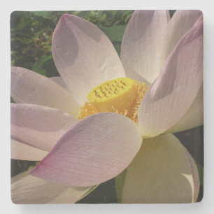 Roze Lotus Flower III Summer Floral Stenen Onderzetter