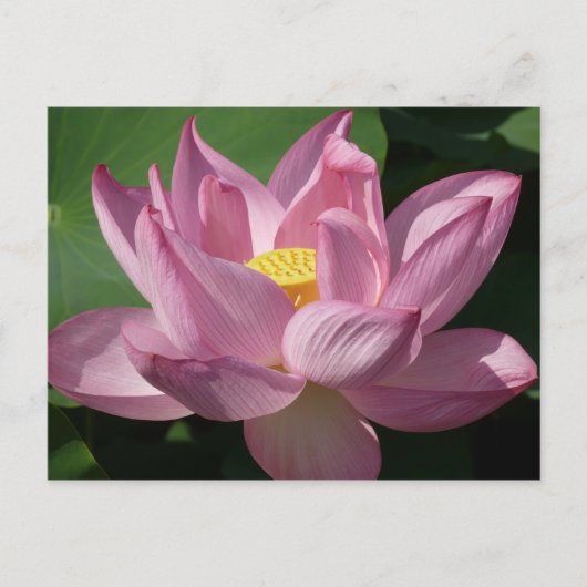 Roze Lotus Flower IV Briefkaart (Voorkant)