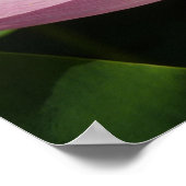 Roze Lotus Flower IV Poster (Hoek)