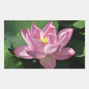Roze Lotus Flower IV Rechthoekige Sticker