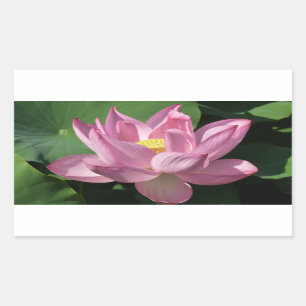 Roze Lotus Flower IV Rechthoekige Sticker