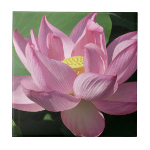 Roze Lotus Flower IV Tegeltje