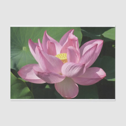 Roze Lotus Flower IV Tissuepapier (Voorkant)
