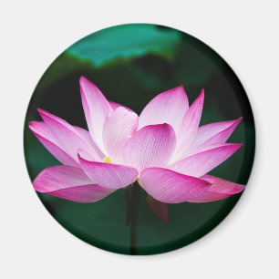 Roze Lotus Flower Magneet