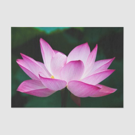 Roze Lotus Flower Tissuepapier (Voorkant)