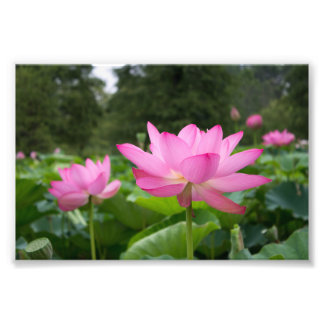 Roze lotus foto afdruk