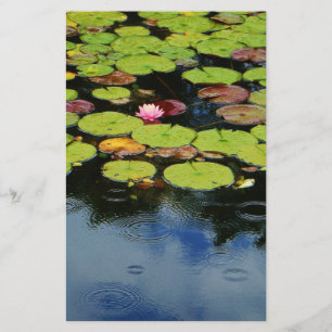 Roze lotus in regen