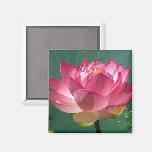 Roze Lotus - Koelkast Magneet (Voorkant / Achterkant)