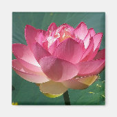 Roze Lotus - Koelkast Magneet (Voorkant)