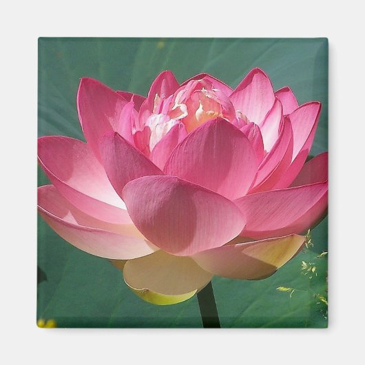 Roze Lotus - Koelkast Magneet (Voorkant)