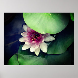 Roze Lotus Photography Poster