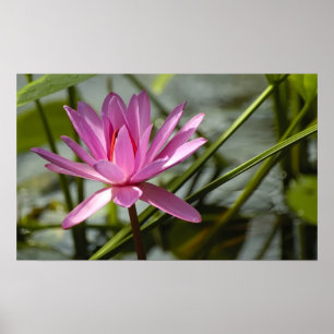Roze lotus poster