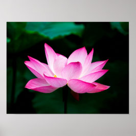 Roze Lotus Poster