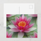 Roze Lotus Water Lily Briefkaart (Voorkant / Achterkant)