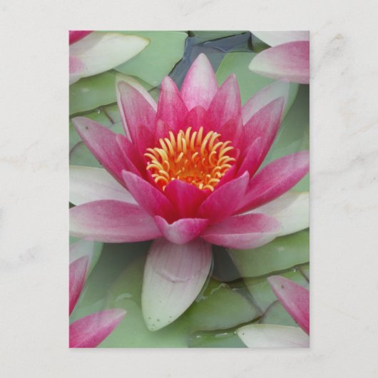 Roze Lotus Water Lily Briefkaart (Voorkant)