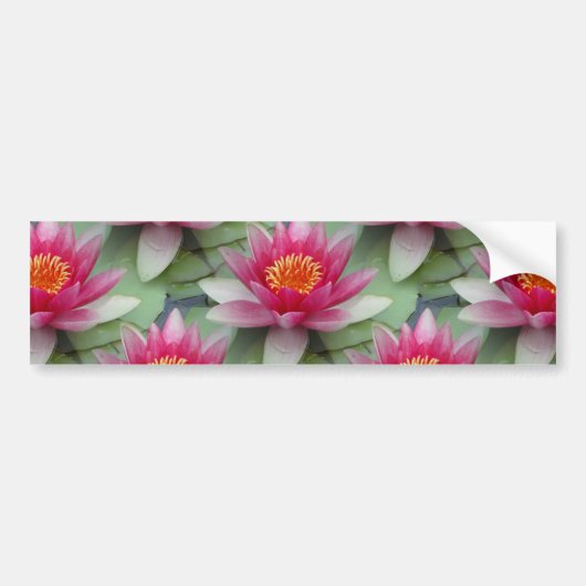 Roze Lotus Water Lily Bumpersticker (Voorkant)