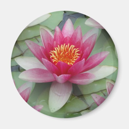 Roze Lotus Water Lily Magneet (Voorkant)