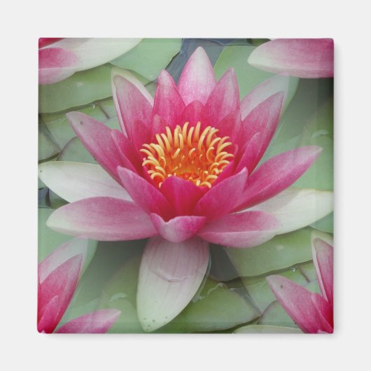 Roze Lotus Water Lily Magneet (Voorkant)