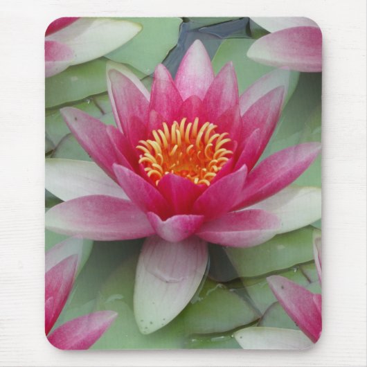 Roze Lotus Water Lily Muismat (Voorkant)