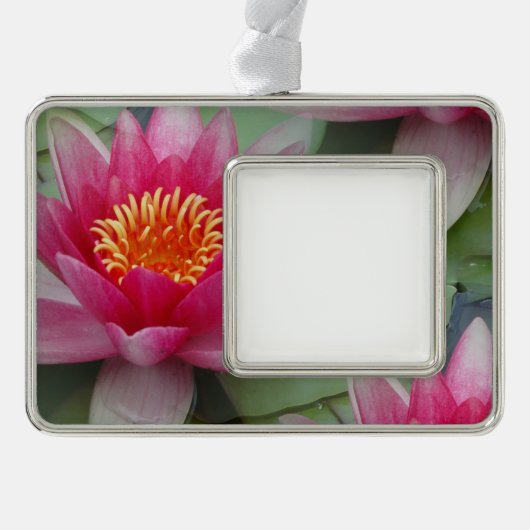 Roze Lotus Water Lily omwoeld Ornament (Voorkant)