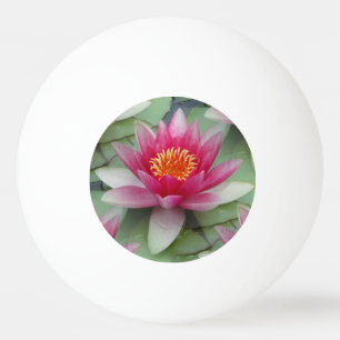 Roze Lotus Water Lily Pingpongballen
