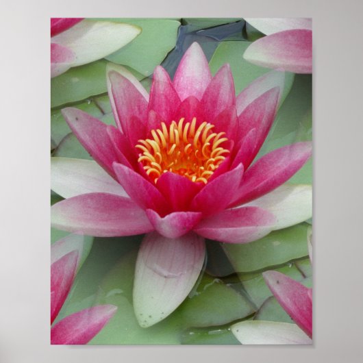 Roze Lotus Water Lily Poster (Voorkant)