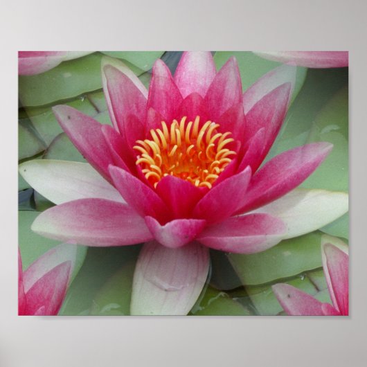 Roze Lotus Water Lily Poster (Voorkant)