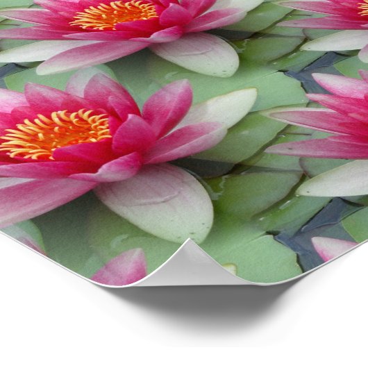Roze Lotus Water Lily Poster (Hoek)
