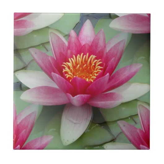Roze Lotus Water Lily Tegeltje (Voorkant)