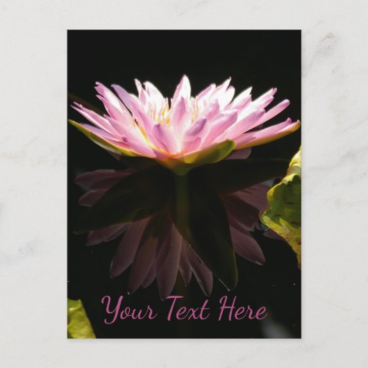 Roze Lotus Waterlily Briefkaart (Voorkant)